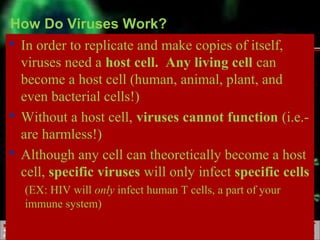 BiologyBiology
ScienceDepartmentScienceDepartment
DeerfieldHighSchoolDeerfieldHighSchool
How Do Viruses Work?
 In order to replicate and make copies of itself,
viruses need a host cell. Any living cell can
become a host cell (human, animal, plant, and
even bacterial cells!)
 Without a host cell, viruses cannot function (i.e.-
are harmless!)
 Although any cell can theoretically become a host
cell, specific viruses will only infect specific cells
(EX: HIV will only infect human T cells, a part of your
immune system)
 