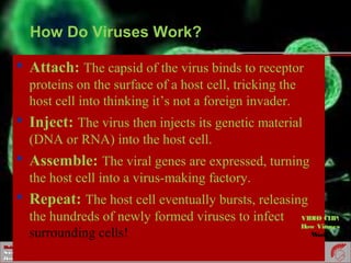 BiologyBiology
ScienceDepartmentScienceDepartment
DeerfieldHighSchoolDeerfieldHighSchool
How Do Viruses Work?
 Attach: The capsid of the virus binds to receptor
proteins on the surface of a host cell, tricking the
host cell into thinking it’s not a foreign invader.
 Inject: The virus then injects its genetic material
(DNA or RNA) into the host cell.
 Assemble: The viral genes are expressed, turning
the host cell into a virus-making factory.
 Repeat: The host cell eventually bursts, releasing
the hundreds of newly formed viruses to infect
surrounding cells!
VIDEO CLIP:
How Viruses
Work
 