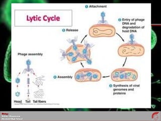 BiologyBiology
ScienceDepartmentScienceDepartment
DeerfieldHighSchoolDeerfieldHighSchool
 