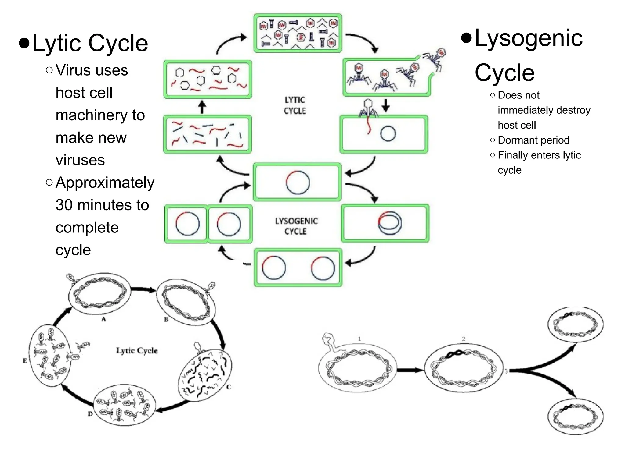 Bacteria vs Virus PPT.pptx microbiology. | PPTX