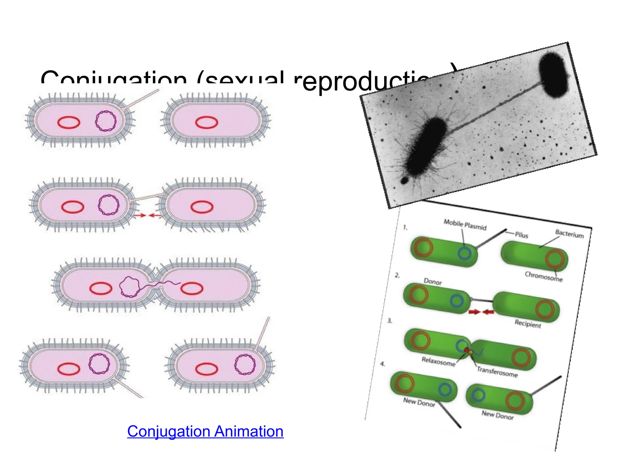 Bacteria vs Virus PPT.pptx microbiology. | PPTX