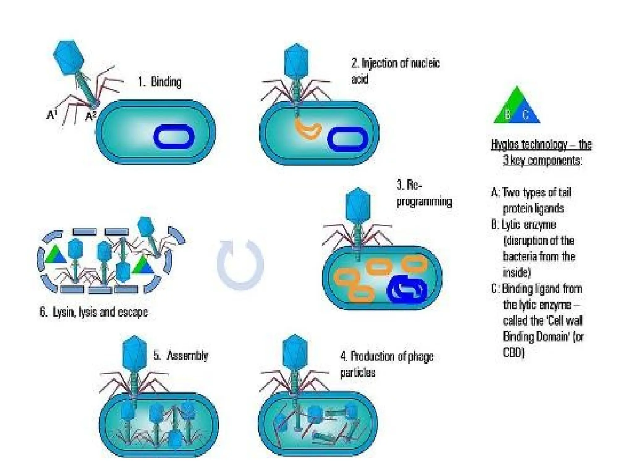 Bacteria vs Virus PPT.pptx microbiology. | PPTX