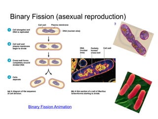 Bacteria vs Virus PPT.pptx microbiology. | PPTX