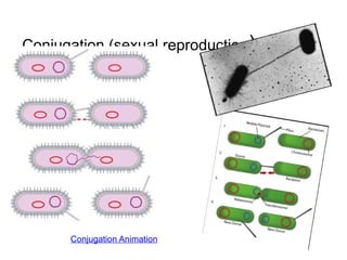 Bacteria vs Virus PPT.pptx microbiology. | PPTX