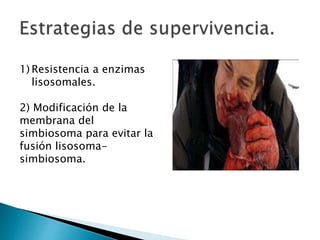1) Resistencia a enzimas 
lisosomales. 
2) Modificación de la 
membrana del 
simbiosoma para evitar la 
fusión lisosoma-simbiosoma. 
 