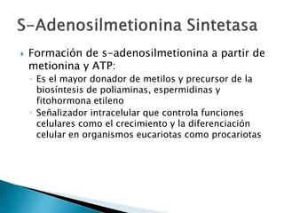  Formación de s-adenosilmetionina a partir de 
metionina y ATP: 
◦ Es el mayor donador de metilos y precursor de la 
biosíntesis de poliaminas, espermidinas y 
fitohormona etileno 
◦ Señalizador intracelular que controla funciones 
celulares como el crecimiento y la diferenciación 
celular en organismos eucariotas como procariotas 
