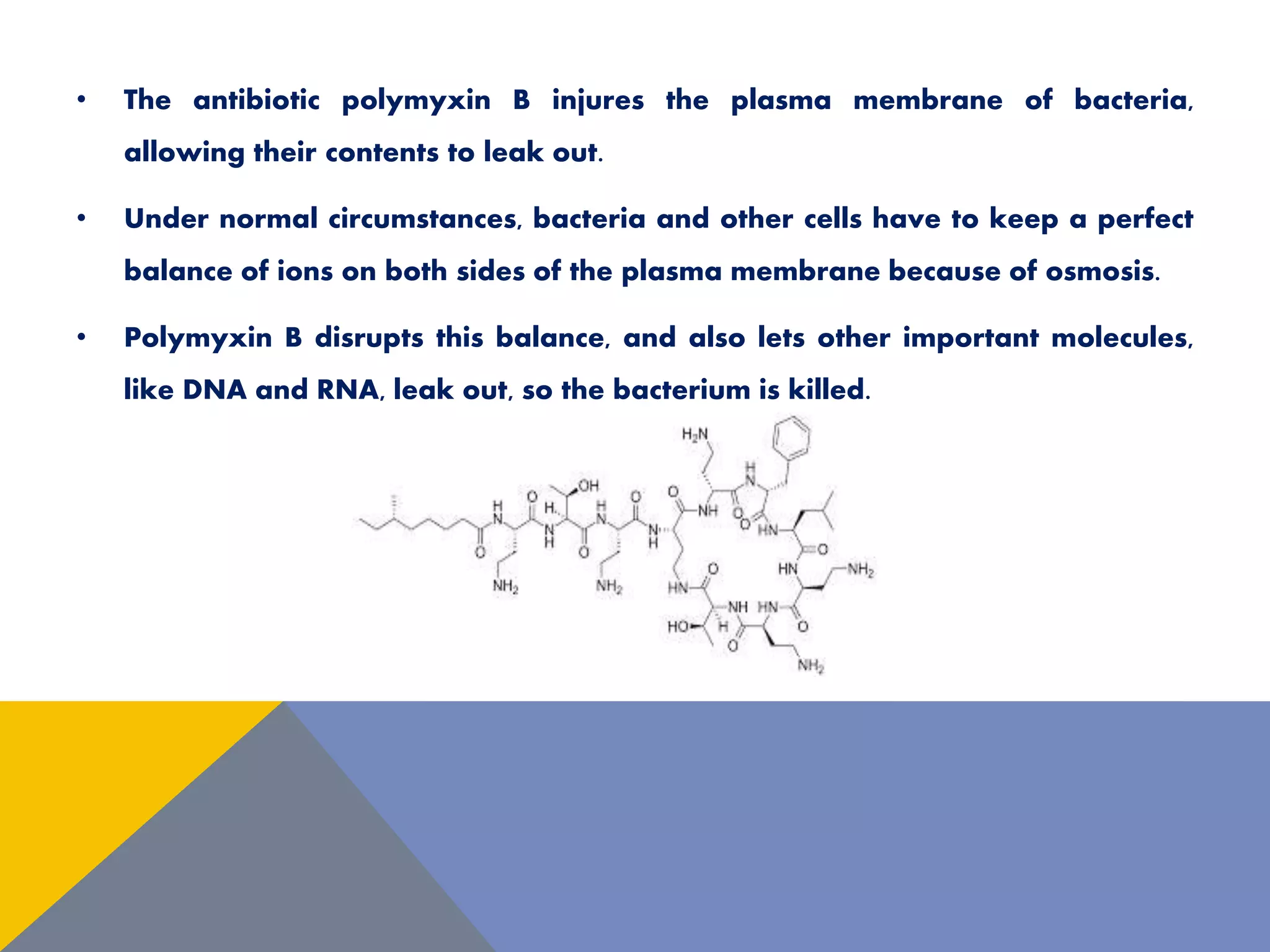 • The antibiotic polymyxin B injures the plasma membrane of bacteria,
allowing their contents to leak out.
• Under normal circumstances, bacteria and other cells have to keep a perfect
balance of ions on both sides of the plasma membrane because of osmosis.
• Polymyxin B disrupts this balance, and also lets other important molecules,
like DNA and RNA, leak out, so the bacterium is killed.
 
