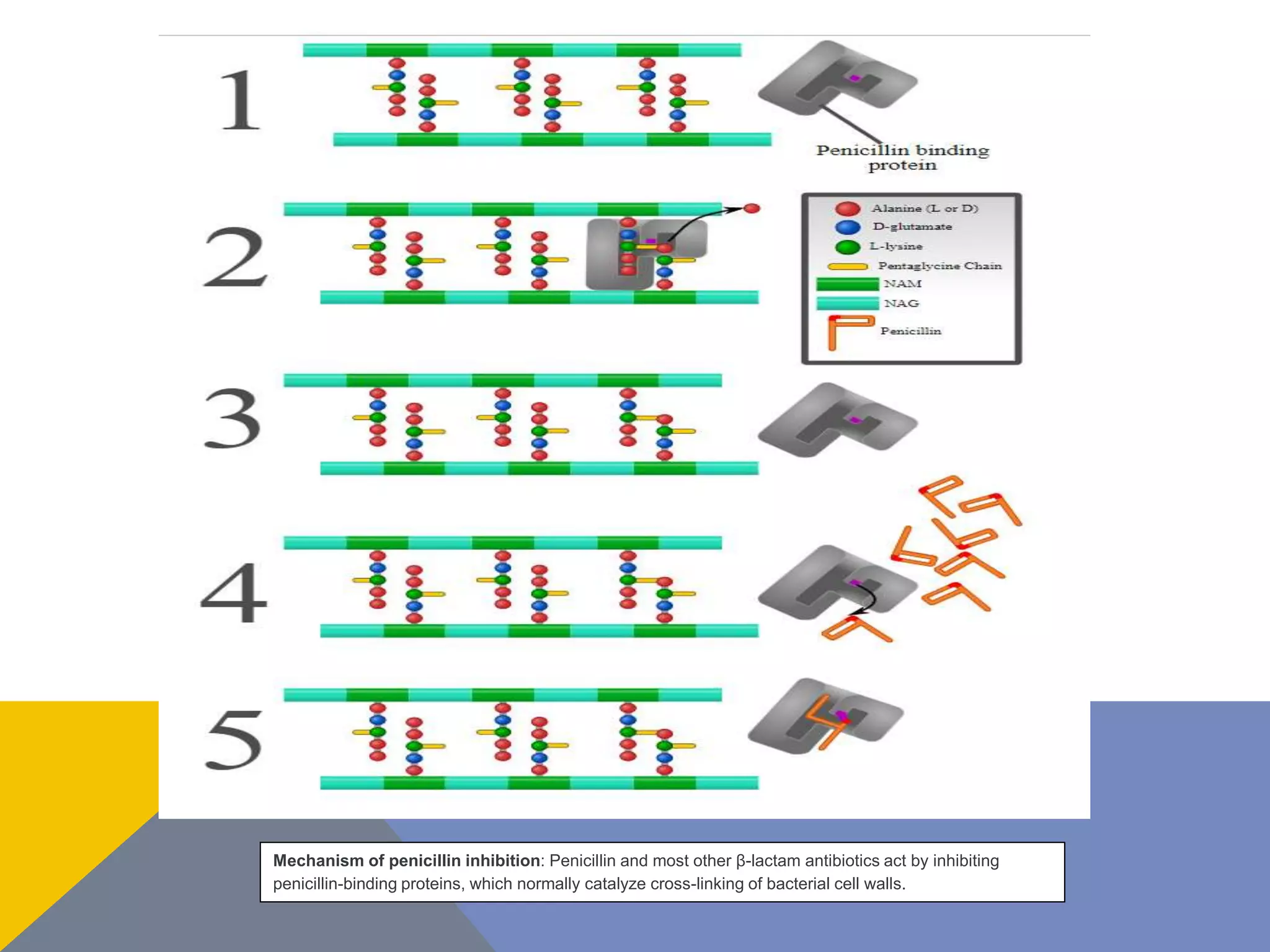 Mechanism of penicillin inhibition: Penicillin and most other β-lactam antibiotics act by inhibiting
penicillin-binding proteins, which normally catalyze cross-linking of bacterial cell walls.
 