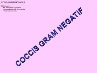 COCCIS GRAM NEGATIFS
Diplocoques:
• N. méningitidis, N, gonorhea
• Moraxella catarrhalis (Branhamella)
• Veillonella (anaerobe)
CO
CCIS
GRAM
NEG
ATIF
COCCIS
GRAM
NEG
ATIF
 