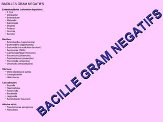BACILLES GRAM NEGATIFS
Enterobactéries (coloration bipolaire):
• E.Coli
• Citrobacter
• Enterobacter
• Klebsiella
• Salmonella
• Shigella
• Proteus
• Yersinia
• Serratia
Bacilles:
• Actinobacillus (opportuniste)
• Burkholderia (opportuniste)
• Bartonella (intracellulaire facultatif)
• Aeromonas (GEA)
•.Capnocytophaga (morsures)
• Bacteroides (anaerobe)
• Fusobacterium (anaerobe)
• Preveotella (anaerobe)
• Chlamydia (intracellulaire)
Vibrions:
• Vibrio cholerae et autres
• Campylobacter
• Helicobacter
Coccobaciles
• Brucella
• Haemophilus
• Pasteurella
• Bordetella
• Legionella
• Acinétobacter baumanii
Aérobe strict:
• Pseudomonas aeruginosa
• Francisella
BACILLE
G
RAM
NEGATIFS
BACILLE
G
RAM
NEGATIFS
 