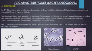 A) MORPHOLOGIE:
Le G Clostridium quand a lui sont des bacilles a Gram+, isolés, mobiles sauf C.perfringens,pouvant etre
capsulés (C.perfringens et difficile) .
Toutes ses espèces sont sporulés : la forme de l’endospore (sphérique ou ovale), sa position dans la cellule
bactérienne (centrale, sub-terminal ou terminale) et son impacte sur la morphologie bactérienne
(déformante/ non déformante)sont des critères d’identification
NB: la formation de l’endospore nécessite des conditions de culture bien particulières, elles ne sont donc
pas toujours visibles.
IV.CARACTERISTIQUES BACTERIOLOGIQUES
C.perfringens C.tetani
 
