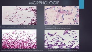 MORPHOLOGIE
Clostridium tetani : spore terminale, spherique , deformante Clostridium perfringens: spore souvent absente
,ovale, subterminale ou centrale deformante,
Clostridium botulinum : spores abondantes, ovale subterminale déformante Clostridium difficile: spore subterminale, déformante
 