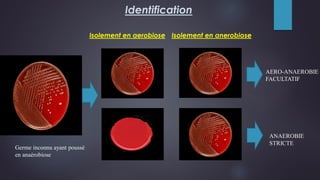 Identification
Germe inconnu ayant poussé
en anaérobiose
Isolement en aerobiose Isolement en anerobiose
AERO-ANAEROBIE
FACULTATIF
ANAEROBIE
STRICTE
 