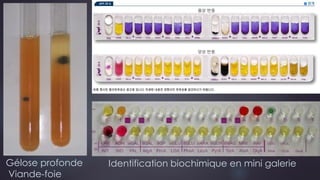 Identification biochimique en mini galerieGélose profonde
Viande-foie
 
