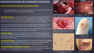 V.POUVOIR PATHOGENE DES ANAEROBIES ENDOGENES
Formes Cliniques des infections a anaérobies strictes:
 Les anaérobies strictes ne sont le plus souvent pas associés a un syndrome
clinique particulier sauf quelques cas notables :
*Les Actinomycoses : L'actinomycose est une infection granulomateuse sous
cutanée chronique, suppurative non contagieuse, caractérisée dans les
formes typiques par la formation de multiples abcès. La localisation cervico-
faciale et le point d’entrée bucco-dentaire sont les plus documentés.
Actinomyces spp autant que les autres bactéries filamenteuses et certains
champignons, produisent des pus caractéristiques dis « pus a Grains ».
Ces grains sont pour Actinomyces spp de couleur blanche ou jaunatre. Elle
sont formés par des filaments bactériens enchevetrés.
*L’Acné vulgaire: il s’agit d’une inflammation du follicule pilo-sébacé avec
formation de différentes lésions allant de la papule au abcès fistulisées. La
physiopathologie est complexe mais possède une composante bactérienne :
Propionibacerium acnes.
*L’angine de Vincent : dite angine Ulcéro-necrotique ou angine fuso-spirillaire.
Elle est due a l’association de Fusobacterium nucleatum et Treponema
vincentii et est provoquée par une mauvaise hygiène buccale.
*La Necrobacillose (Syndrome de Lemierre): dite aussi septicémie post-
anginale, c’est une complication systémique rare mais grave de l’angine sous
ses diverses ormes. Elle est due a Fusobacterium necrophorum.
Tuméfaction et fistulisationTuméfaction sur la maxillaire inférieure
Dents délabrés
GRAM X400 reaction granulomateuse
entourant un corps actinomycosique
Pus a Grains : l’aspect
blanc ou jaune
apparait après lavage des grains
Angine de Vincent
Angine de Vincent : association
Fuso-spirillaire
 