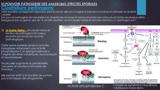Clostridium perfringens:
cette bactérie est largement répondue dans la nature, elle est a l’origine d’infections humaines et animales de sévérité
variable.
Son pouvoir pathogène est imputable a la diversité des enzymes et toxines produites don chacune est dotée de plusieurs effets
biologiques par ce germe, plus de 16 ont été identifiés. Les principales impliqués dans les infections a C.perfringens sont :
VI.POUVOIR PATHOGENE DES ANAEROBIES STRICTES SPORULES
1) La toxine Alpha : principale toxine et
facteur de pathogénicité majeur,
produite par toutes les souches
pathologiques.
Cette toxine possède plusieurs activités
biologiques notamment une activité
phospholipase C et sphingomyélinase a
l’origine des effets cytolytiques, leucotoxiques
et neurotoxiques.
De plus elle augmente la perméabilité
vasculaire et favorise la formation de
thrombus.
elle permet enfin a la bactérie de survivre
puis d’échapper des phagosomes
Activité phospholipase C Cascade de signalisation intracellulaire
induite par la toxine Alpha
 