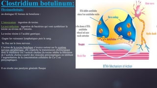 Clostridium botulinum:
Physiopathologie:
:on distingue 02 formes de botulisme :
L’intoxication : ingestion de toxine.
La toxi-infection : ingestion de bactéries qui vont synthétiser la
toxine au niveau de l’intestin.
La toxine résiste à l’acidité gastrique.
Gagne les vaisseaux lymphatiques puis le sang.
Se fixe sur le tissu nerveux .
L’action de la toxine botulique s’exerce surtout sur le système
nerveux périphérique, elle empêche la transmission cholinergique
dont le médiateur est l’acétyle choline (la toxine inhibe la libération
de l’acétyle choline à partir des vésicules présynaptiques en inhibant
l’augmentation de la concentration cellulaire de Ca+2 en
présynaptique).
Il en résulte une paralysie générale flasque
 