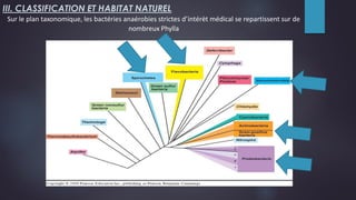 III. CLASSIFICATION ET HABITAT NATUREL
Sur le plan taxonomique, les bactéries anaérobies strictes d’intérèt médical se repartissent sur de
nombreux Phylla
 