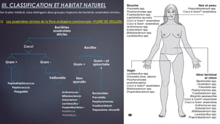 III. CLASSIFICATION ET HABITAT NATUREL
Sur la plan médical, nous distingons deux groupes majeures de bactéries anaérobies strictes :
1) Les anaérobies strictes de la flore endogène commensale =FLORE DE VEILLON:
Bactéries
anaérobies
strictes
Cocci
Gram +
Peptostreptococcus
Peptococcus
Finegoldia
Gram -
Veillonella
Bacilles
Gram +
Non
sporulés
Actinomyces
Bifidobacterium
Eubacterium
Lactobacillus
Propionibacterium
Mobilincus
Atopobium
Gram – et
spirochète
s
Bacteroïdes
Prevotella
Porphyromonas
Fusobacterium
Treponema vincentii
 