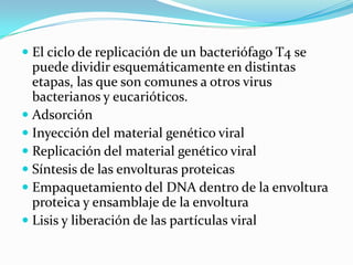  El ciclo de replicación de un bacteriófago T4 se
  puede dividir esquemáticamente en distintas
  etapas, las que son comunes a otros virus
  bacterianos y eucarióticos.
 Adsorción
 Inyección del material genético viral
 Replicación del material genético viral
 Síntesis de las envolturas proteicas
 Empaquetamiento del DNA dentro de la envoltura
  proteica y ensamblaje de la envoltura
 Lisis y liberación de las partículas viral
 