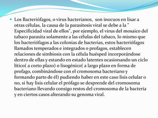  Los Bacteriófagos, o virus bacterianos, son inocuos en lisar a
  otras células, la causa de la parasitosis viral se debe a la "
  Especificidad viral de ellos", por ejemplo, el virus del mosaico del
  tabaco parasita solamente a las células del tabaco, lo mismo que
  los bacteriófagos a las colonias de bacterias, estos bacteriófagos
  llamados temperados e integrados o profagos, establecen
  relaciones de simbiosis con la célula huésped incorporándose
  dentro de ellas y estando en estado latentes ocasionando un ciclo
  lítico( a corto plazo) o lisogénico( a largo plazo en forma de
  profago, combinándose con el cromosoma bacteriano y
  formando parte de él) pudiendo haber en este caso lisis celular o
  no, si hay lisis celular el prófago se desprende del cromosoma
  bacteriano llevando consigo restos del cromosoma de la bacteria
  y en ciertos casos alterando su genoma viral.
 