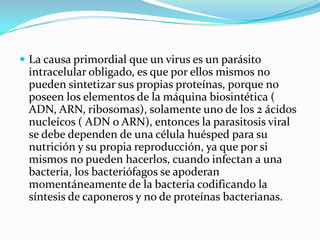  La causa primordial que un virus es un parásito
 intracelular obligado, es que por ellos mismos no
 pueden sintetizar sus propias proteínas, porque no
 poseen los elementos de la máquina biosintética (
 ADN, ARN, ribosomas), solamente uno de los 2 ácidos
 nucleícos ( ADN o ARN), entonces la parasitosis viral
 se debe dependen de una célula huésped para su
 nutrición y su propia reproducción, ya que por si
 mismos no pueden hacerlos, cuando infectan a una
 bacteria, los bacteriófagos se apoderan
 momentáneamente de la bacteria codificando la
 síntesis de caponeros y no de proteínas bacterianas.
 