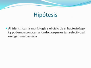 Hipótesis

 Al identificar la morfología y el ciclo de el bacteriófago
  t4 podemos conocer a fondo porque es tan selectivo al
  escoger una bacteria
 
