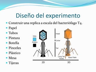 Diseño del experimento
 Construir una replica a escala del bacteriófago T4.
 Papel
 Tubos
 Pintura
 Botella
 Pinceles
 Plástico
 Mesa
 Tijeras
 