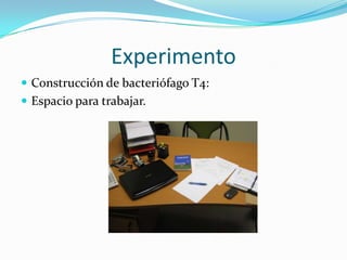 Experimento
 Construcción de bacteriófago T4:
 Espacio para trabajar.
 