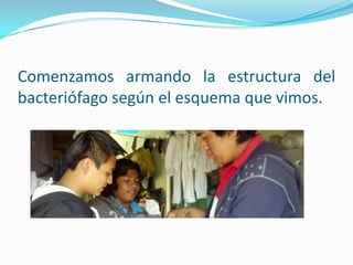 Comenzamos armando la estructura del
bacteriófago según el esquema que vimos.
 