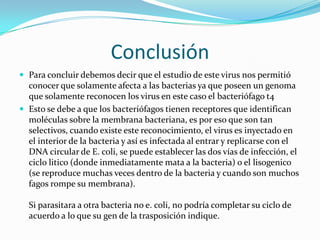 Conclusión
 Para concluir debemos decir que el estudio de este virus nos permitió
  conocer que solamente afecta a las bacterias ya que poseen un genoma
  que solamente reconocen los virus en este caso el bacteriófago t4
 Esto se debe a que los bacteriófagos tienen receptores que identifican
  moléculas sobre la membrana bacteriana, es por eso que son tan
  selectivos, cuando existe este reconocimiento, el virus es inyectado en
  el interior de la bacteria y así es infectada al entrar y replicarse con el
  DNA circular de E. coli, se puede establecer las dos vías de infección, el
  ciclo litico (donde inmediatamente mata a la bacteria) o el lisogenico
  (se reproduce muchas veces dentro de la bacteria y cuando son muchos
  fagos rompe su membrana).

  Si parasitara a otra bacteria no e. coli, no podría completar su ciclo de
  acuerdo a lo que su gen de la trasposición indique.
 