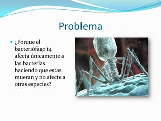 Problema
 ¿Porque el
 bacteriófago t4
 afecta únicamente a
 las bacterias
 haciendo que estas
 mueran y no afecte a
 otras especies?
 