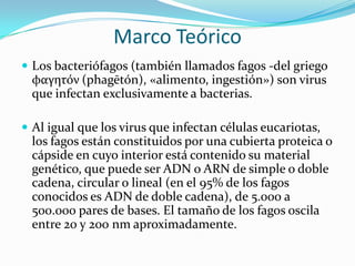 Marco Teórico
 Los bacteriófagos (también llamados fagos -del griego
  φαγητόν (phagētón), «alimento, ingestión») son virus
  que infectan exclusivamente a bacterias.

 Al igual que los virus que infectan células eucariotas,
  los fagos están constituidos por una cubierta proteica o
  cápside en cuyo interior está contenido su material
  genético, que puede ser ADN o ARN de simple o doble
  cadena, circular o lineal (en el 95% de los fagos
  conocidos es ADN de doble cadena), de 5.000 a
  500.000 pares de bases. El tamaño de los fagos oscila
  entre 20 y 200 nm aproximadamente.
 