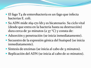  El fago T4 de enterobacteria es un fago que infecta
    bacterias E. coli.
   Su ADN mide 169-170 kb y es bicatenario. Su ciclo vital
    (desde que entra en la bacteria hasta su destrucción)
    dura cerca de 30 minutos (a 37 °C) y consta de:
   Adsorción y penetración (se inicia inmediatamente).
   Secuestro de la expresión génica del huésped (se inicia
    inmediatamente).
   Síntesis de enzimas (se inicia al cabo de 5 minutos).
   Replicación del ADN (se inicia al cabo de 10 minutos).
 