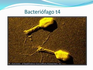 Bacteriófago t4
 