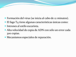  Formación del virus (se inicia al cabo de 12 minutos).
 El fago T4 tiene algunas características únicas como:
 Intrones al estilo eucariota.
 Alta velocidad de copia de ADN con sólo un error cada
  300 copias.
 Mecanismos especiales de reparación.
 