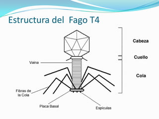 Estructura del Fago T4
 
