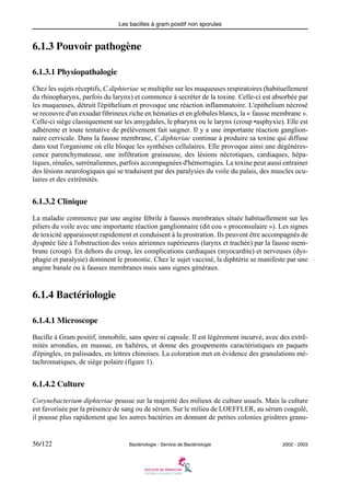 Les bacilles à gram positif non sporules
56/122 Bactériologie - Service de Bactériologie 2002 - 2003
6.1.3 Pouvoir pathogène
6.1.3.1 Physiopathalogie
Chez les sujets réceptifs, C.diphteriae se multiplie sur les muqueuses respiratoires (habituellement
du rhinopharynx, parfois du larynx) et commence à secréter de la toxine. Celle-ci est absorbée par
les muqueuses, détruit l'épithelium et provoque une réaction inflammatoire. L'epithelium nécrosé
se recouvre d'un exsudat fibrineux riche en hématies et en globules blancs, la « fausse membrane ».
Celle-ci siège classiquement sur les amygdales, le pharynx ou le larynx (croup •asphyxie). Elle est
adhérente et toute tentative de prélèvement fait saigner. Il y a une importante réaction ganglion-
naire cervicale. Dans la fausse membrane, C.diphteriae continue à produire sa toxine qui diffuse
dans tout l'organisme où elle bloque les synthèses cellulaires. Elle provoque ainsi une dégénéres-
cence parenchymateuse, une infiltration graisseuse, des lésions nécrotiques, cardiaques, hépa-
tiques, rénales, surrénaliennes, parfois accompagnées d'hémorragies. La toxine peut aussi entrainer
des lésions neurologiques qui se traduisent par des paralysies du voile du palais, des muscles ocu-
laires et des extrêmités.
6.1.3.2 Clinique
La maladie commence par une angine fébrile à fausses membranes située habituellement sur les
piliers du voile avec une importante réaction ganglionnaire (dit cou « proconsulaire »). Les signes
de toxicité apparaissent rapidement et conduisent à la prostration. Ils peuvent être accompagnés de
dyspnée liée à l'obstruction des voies aériennes supérieures (larynx et trachée) par la fausse mem-
brane (croup). En dehors du croup, les complications cardiaques (myocardite) et nerveuses (dys-
phagie et paralysie) dominent le pronostic. Chez le sujet vacciné, la diphtérie se manifeste par une
angine banale ou à fausses membranes mais sans signes généraux.
6.1.4 Bactériologie
6.1.4.1 Microscope
Bacille à Gram positif, immobile, sans spore ni capsule. Il est légèrement incurvé, avec des extrê-
mités arrondies, en massue, en haltères, et donne des groupements caractéristiques en paquets
d'épingles, en palissades, en lettres chinoises. La coloration met en évidence des granulations mé-
tachromatiques, de siège polaire (figure 1).
6.1.4.2 Culture
Corynebacterium diphteriae pousse sur la majorité des milieux de culture usuels. Mais la culture
est favorisée par la présence de sang ou de sérum. Sur le milieu de LOEFFLER, au sérum coagulé,
il pousse plus rapidement que les autres bactéries en donnant de petites colonies grisâtres granu-
 