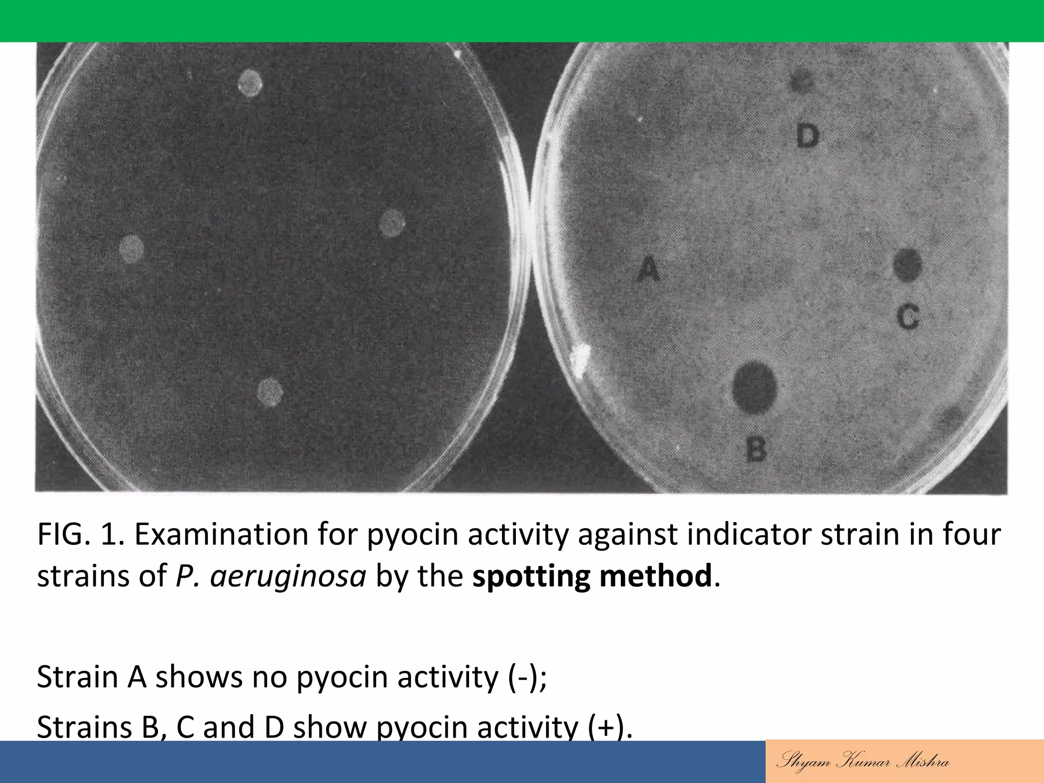 FIG. 1. Examination for pyocin activity against indicator strain in four
strains of P. aeruginosa by the spotting method.
Strain A shows no pyocin activity (-);
Strains B, C and D show pyocin activity (+).
Shyam Kumar Mishra
 