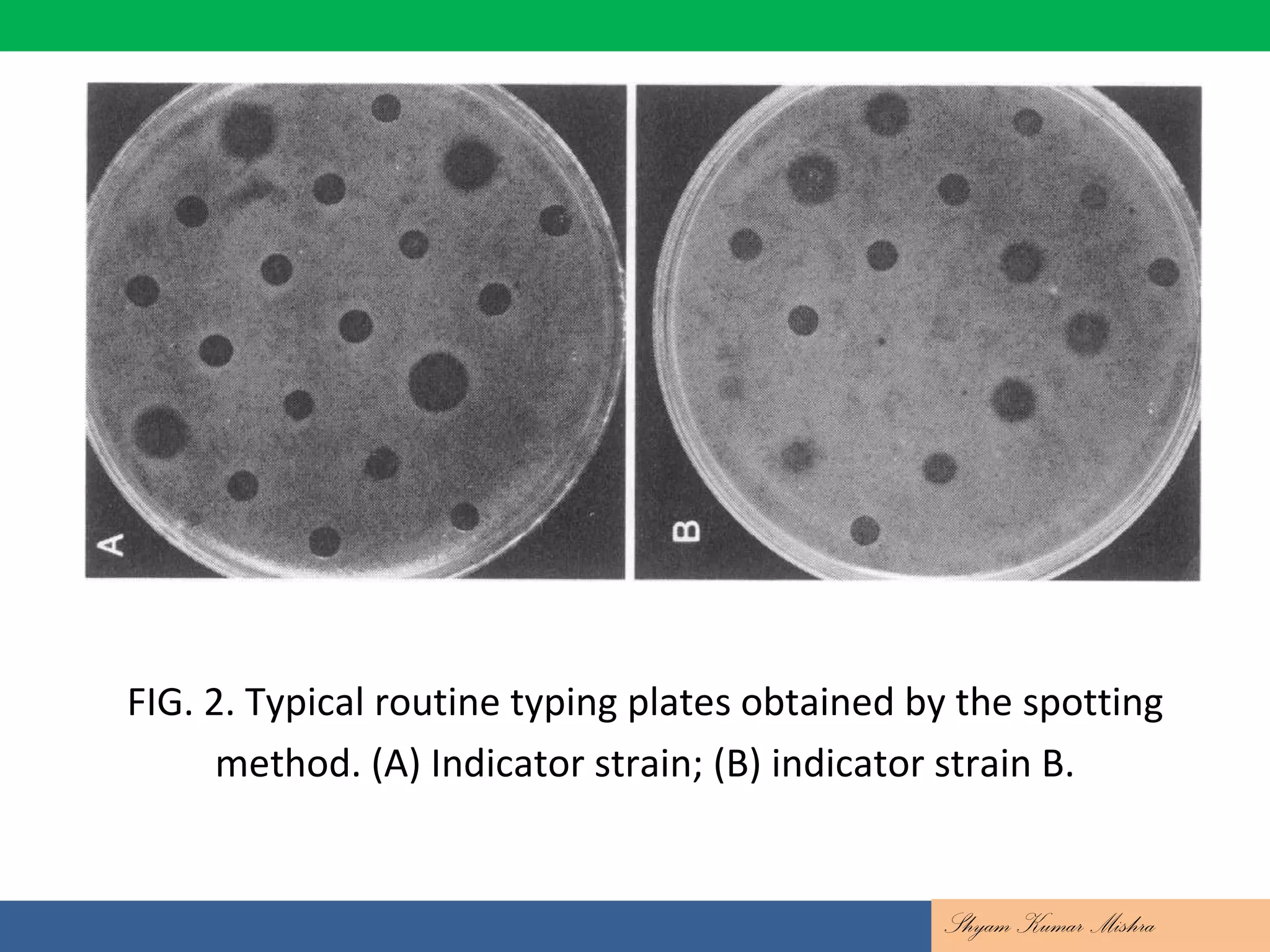 FIG. 2. Typical routine typing plates obtained by the spotting
method. (A) Indicator strain; (B) indicator strain B.
Shyam Kumar Mishra
 