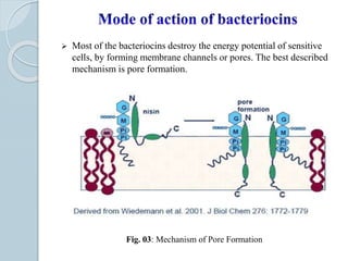  Most of the bacteriocins destroy the energy potential of sensitive
cells, by forming membrane channels or pores. The best described
mechanism is pore formation.
Fig. 03: Mechanism of Pore Formation
 