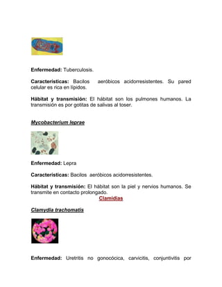 Enfermedad: Tuberculosis.

Características: Bacilos      aeróbicos acidorresistentes. Su pared
celular es rica en lípidos.

Hábitat y transmisión: El hábitat son los pulmones humanos. La
transmisión es por gotitas de salivas al toser.


Mycobacterium leprae




Enfermedad: Lepra

Características: Bacilos aeróbicos acidorresistentes.

Hábitat y transmisión: El hábitat son la piel y nervios humanos. Se
transmite en contacto prolongado.
                             Clamidias

Clamydia trachomatis




Enfermedad: Uretritis no gonocócica, carvicitis, conjuntivitis por
 