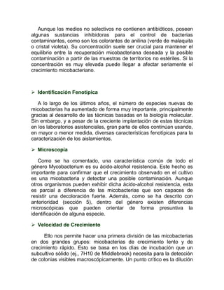 Aunque los medios no selectivos no contienen antibióticos, poseen
algunas sustancias inhibidoras para el control de bacterias
contaminantes, como son los colorantes de anilina (verde de malaquita
o cristal violeta). Su concentración suele ser crucial para mantener el
equilibrio entre la recuperación micobacteriana deseada y la posible
contaminación a partir de las muestras de territorios no estériles. Si la
concentración es muy elevada puede llegar a afectar seriamente el
crecimiento micobacteriano.



 Identificación Fenotipica

   A lo largo de los últimos años, el número de especies nuevas de
micobacterias ha aumentado de forma muy importante, principalmente
gracias al desarrollo de las técnicas basadas en la biología molecular.
Sin embargo, y a pesar de la creciente implantación de estas técnicas
en los laboratorios asistenciales, gran parte de ellos continúan usando,
en mayor o menor medida, diversas características fenotípicas para la
caracterización de los aislamientos.

 Microscopía

   Como se ha comentado, una característica común de todo el
género Mycobacterium es su ácido-alcohol resistencia. Este hecho es
importante para confirmar que el crecimiento observado en el cultivo
es una micobacteria y detectar una posible contaminación. Aunque
otros organismos pueden exhibir dicha ácido-alcohol resistencia, esta
es parcial a diferencia de las micobacterias que son capaces de
resistir una decoloración fuerte. Además, como se ha descrito con
anterioridad (sección 5), dentro del género existen diferencias
microscópicas que pueden orientar de forma presuntiva la
identificación de alguna especie.

 Velocidad de Crecimiento

     Ello nos permite hacer una primera división de las micobacterias
en dos grandes grupos: micobacterias de crecimiento lento y de
crecimiento rápido. Esto se basa en los días de incubación que un
subcultivo sólido (ej., 7H10 de Middlebrook) necesita para la detección
de colonias visibles macroscópicamente. Un punto crítico es la dilución
 
