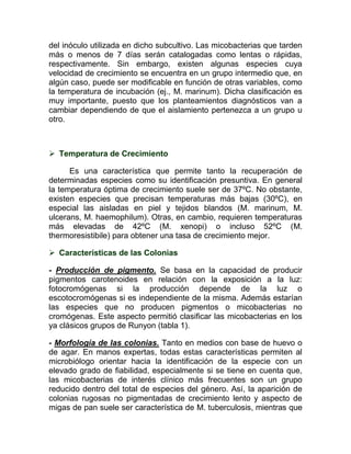 del inóculo utilizada en dicho subcultivo. Las micobacterias que tarden
más o menos de 7 días serán catalogadas como lentas o rápidas,
respectivamente. Sin embargo, existen algunas especies cuya
velocidad de crecimiento se encuentra en un grupo intermedio que, en
algún caso, puede ser modificable en función de otras variables, como
la temperatura de incubación (ej., M. marinum). Dicha clasificación es
muy importante, puesto que los planteamientos diagnósticos van a
cambiar dependiendo de que el aislamiento pertenezca a un grupo u
otro.



 Temperatura de Crecimiento

      Es una característica que permite tanto la recuperación de
determinadas especies como su identificación presuntiva. En general
la temperatura óptima de crecimiento suele ser de 37ºC. No obstante,
existen especies que precisan temperaturas más bajas (30ºC), en
especial las aisladas en piel y tejidos blandos (M. marinum, M.
ulcerans, M. haemophilum). Otras, en cambio, requieren temperaturas
más elevadas de 42ºC (M. xenopi) o incluso 52ºC (M.
thermoresistibile) para obtener una tasa de crecimiento mejor.

 Características de las Colonias

- Producción de pigmento. Se basa en la capacidad de producir
pigmentos carotenoides en relación con la exposición a la luz:
fotocromógenas si la producción depende de la luz o
escotocromógenas si es independiente de la misma. Además estarían
las especies que no producen pigmentos o micobacterias no
cromógenas. Este aspecto permitió clasificar las micobacterias en los
ya clásicos grupos de Runyon (tabla 1).

- Morfología de las colonias. Tanto en medios con base de huevo o
de agar. En manos expertas, todas estas características permiten al
microbiólogo orientar hacia la identificación de la especie con un
elevado grado de fiabilidad, especialmente si se tiene en cuenta que,
las micobacterias de interés clínico más frecuentes son un grupo
reducido dentro del total de especies del género. Así, la aparición de
colonias rugosas no pigmentadas de crecimiento lento y aspecto de
migas de pan suele ser característica de M. tuberculosis, mientras que
 