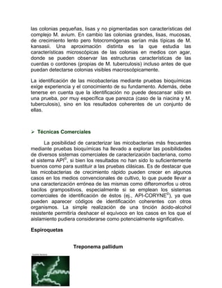 las colonias pequeñas, lisas y no pigmentadas son características del
complejo M. avium. En cambio las colonias grandes, lisas, mucosas,
de crecimiento lento pero fotocromógenas serían más típicas de M.
kansasii. Una aproximación distinta es la que estudia las
características microscópicas de las colonias en medios con agar,
donde se pueden observar las estructuras características de las
cuerdas o cordones (propias de M. tuberculosis) incluso antes de que
puedan detectarse colonias visibles macroscópicamente.

La identificación de las micobacterias mediante pruebas bioquímicas
exige experiencia y el conocimiento de su fundamento. Además, debe
tenerse en cuenta que la identificación no puede descansar sólo en
una prueba, por muy específica que parezca (caso de la niacina y M.
tuberculosis), sino en los resultados coherentes de un conjunto de
ellas.



 Técnicas Comerciales

       La posibilidad de caracterizar las micobacterias más frecuentes
mediante pruebas bioquímicas ha llevado a explorar las posibilidades
de diversos sistemas comerciales de caracterización bacteriana, como
el sistema API©, si bien los resultados no han sido lo suficientemente
buenos como para sustituir a las pruebas clásicas. Es de destacar que
las micobacterias de crecimiento rápido pueden crecer en algunos
casos en los medios convencionales de cultivo, lo que puede llevar a
una caracterización errónea de las mismas como difteromorfos u otros
bacilos grampositivos, especialmente si se emplean los sistemas
comerciales de identificación de éstos (ej., API-CORYNE©), ya que
pueden aparecer códigos de identificación coherentes con otros
organismos. La simple realización de una tinción ácido-alcohol
resistente permitiría deshacer el equívoco en los casos en los que el
aislamiento pudiera considerarse como potencialmente significativo.

Espiroquetas


                  Treponema pallidum
 