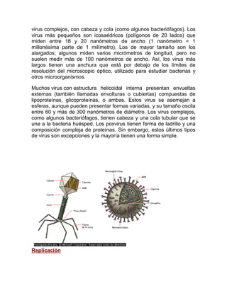 virus complejos, con cabeza y cola (como algunos bacteriófagos). Los
virus más pequeños son icosaédricos (polígonos de 20 lados) que
miden entre 18 y 20 nanómetros de ancho (1 nanómetro = 1
millonésima parte de 1 milímetro). Los de mayor tamaño son los
alargados; algunos miden varios micrómetros de longitud, pero no
suelen medir más de 100 nanómetros de ancho. Así, los virus más
largos tienen una anchura que está por debajo de los límites de
resolución del microscopio óptico, utilizado para estudiar bacterias y
otros microorganismos.

Muchos virus con estructura helicoidal interna presentan envueltas
externas (también llamadas envolturas o cubiertas) compuestas de
lipoproteínas, glicoproteínas, o ambas. Estos virus se asemejan a
esferas, aunque pueden presentar formas variadas, y su tamaño oscila
entre 60 y más de 300 nanómetros de diámetro. Los virus complejos,
como algunos bacteriófagos, tienen cabeza y una cola tubular que se
une a la bacteria huésped. Los poxvirus tienen forma de ladrillo y una
composición compleja de proteínas. Sin embargo, estos últimos tipos
de virus son excepciones y la mayoría tienen una forma simple.




Replicación
 
