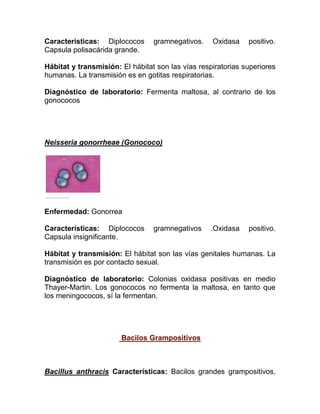 Características: Diplococos      gramnegativos.    Oxidasa    positivo.
Capsula polisacárida grande.

Hábitat y transmisión: El hábitat son las vías respiratorias superiores
humanas. La transmisión es en gotitas respiratorias.

Diagnóstico de laboratorio: Fermenta maltosa, al contrario de los
gonococos




Neisseria gonorrheae (Gonococo)




Enfermedad: Gonorrea

Características: Diplococos      gramnegativos     .Oxidasa   positivo.
Capsula insignificante.

Hábitat y transmisión: El hábitat son las vías genitales humanas. La
transmisión es por contacto sexual.

Diagnóstico de laboratorio: Colonias oxidasa positivas en medio
Thayer-Martin. Los gonococos no fermenta la maltosa, en tanto que
los meningococos, sí la fermentan.




                       Bacilos Grampositivos



Bacillus anthracis Características: Bacilos grandes grampositivos,
 