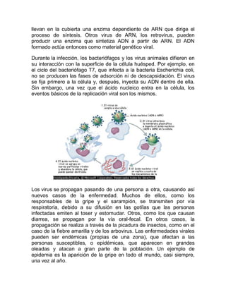 llevan en la cubierta una enzima dependiente de ARN que dirige el
proceso de síntesis. Otros virus de ARN, los retrovirus, pueden
producir una enzima que sintetiza ADN a partir de ARN. El ADN
formado actúa entonces como material genético viral.

Durante la infección, los bacteriófagos y los virus animales difieren en
su interacción con la superficie de la célula huésped. Por ejemplo, en
el ciclo del bacteriófago T7, que infecta a la bacteria Escherichia coli,
no se producen las fases de adsorción ni de descapsidación. El virus
se fija primero a la célula y, después, inyecta su ADN dentro de ella.
Sin embargo, una vez que el ácido nucleico entra en la célula, los
eventos básicos de la replicación viral son los mismos.




Los virus se propagan pasando de una persona a otra, causando así
nuevos casos de la enfermedad. Muchos de ellos, como los
responsables de la gripe y el sarampión, se transmiten por vía
respiratoria, debido a su difusión en las gotílas que las personas
infectadas emiten al toser y estornudar. Otros, como los que causan
diarrea, se propagan por la vía oral-fecal. En otros casos, la
propagación se realiza a través de la picadura de insectos, como en el
caso de la fiebre amarilla y de los arbovirus. Las enfermedades virales
pueden ser endémicas (propias de una zona), que afectan a las
personas susceptibles, o epidémicas, que aparecen en grandes
oleadas y atacan a gran parte de la población. Un ejemplo de
epidemia es la aparición de la gripe en todo el mundo, casi siempre,
una vez al año.
 