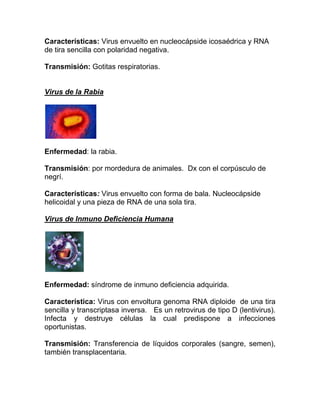 Características: Virus envuelto en nucleocápside icosaédrica y RNA
de tira sencilla con polaridad negativa.

Transmisión: Gotitas respiratorias.


Virus de la Rabia




Enfermedad: la rabia.

Transmisión: por mordedura de animales. Dx con el corpúsculo de
negrí.

Características: Virus envuelto con forma de bala. Nucleocápside
helicoidal y una pieza de RNA de una sola tira.

Virus de Inmuno Deficiencia Humana




Enfermedad: síndrome de inmuno deficiencia adquirida.

Característica: Virus con envoltura genoma RNA diploide de una tira
sencilla y transcriptasa inversa. Es un retrovirus de tipo D (lentivirus).
Infecta y destruye células la cual predispone a infecciones
oportunistas.

Transmisión: Transferencia de líquidos corporales (sangre, semen),
también transplacentaria.
 