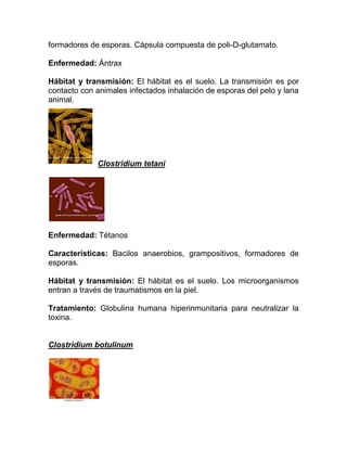 formadores de esporas. Cápsula compuesta de poli-D-glutamato.

Enfermedad: Ántrax

Hábitat y transmisión: El hábitat es el suelo. La transmisión es por
contacto con animales infectados inhalación de esporas del pelo y lana
animal.




             Clostridium tetani




Enfermedad: Tétanos

Características: Bacilos anaerobios, grampositivos, formadores de
esporas.

Hábitat y transmisión: El hábitat es el suelo. Los microorganismos
entran a través de traumatismos en la piel.

Tratamiento: Globulina humana hiperinmunitaria para neutralizar la
toxina.


Clostridium botulinum
 
